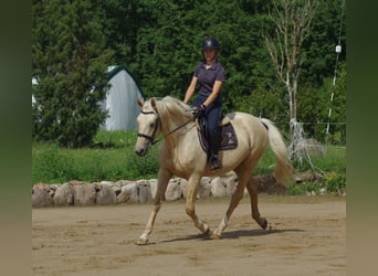 Trakehner, Wallach, 3 Jahre, 163 cm, Palomino