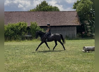 Trakehner Mix, Wallach, 3 Jahre, 163 cm, Rappe
