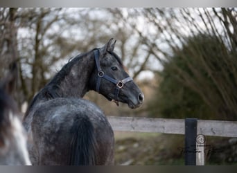 Trakehner, Wallach, 3 Jahre, 163 cm, Schimmel