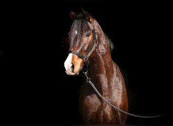 Trakehner, Wallach, 3 Jahre, 164 cm, Brauner