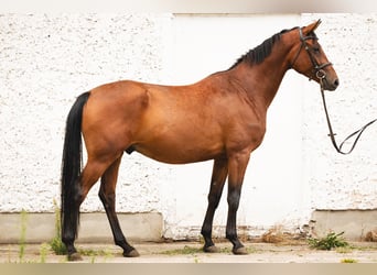 Trakehner, Wallach, 3 Jahre, 165 cm, Brauner