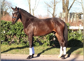 Trakehner, Wallach, 3 Jahre, 165 cm
