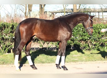 Trakehner, Wallach, 3 Jahre, 165 cm