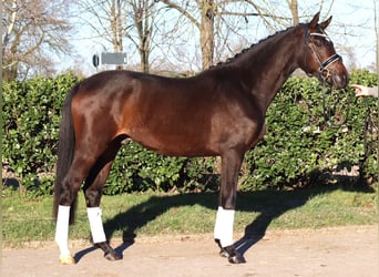 Trakehner, Wallach, 3 Jahre, 165 cm