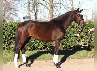 Trakehner, Wallach, 3 Jahre, 165 cm