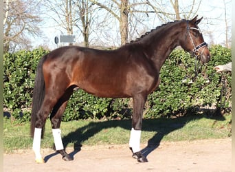 Trakehner, Wallach, 3 Jahre, 165 cm