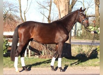 Trakehner, Wallach, 3 Jahre, 165 cm