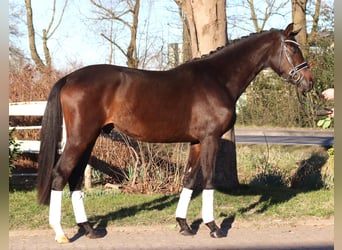 Trakehner, Wallach, 3 Jahre, 165 cm