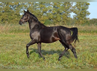 Trakehner, Wallach, 3 Jahre, 165 cm, Dunkelbrauner