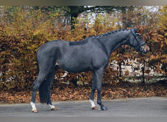 Trakehner, Wallach, 3 Jahre, 165 cm, Dunkelbrauner