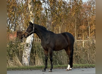 Trakehner, Wallach, 3 Jahre, 165 cm, Dunkelbrauner
