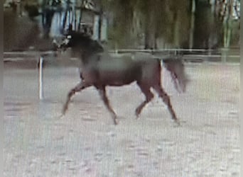 Trakehner, Wallach, 3 Jahre, 165 cm, Rappe