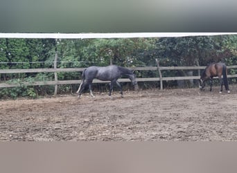Trakehner, Wallach, 3 Jahre, 165 cm, Schimmel