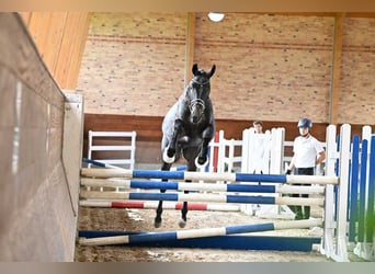 Trakehner, Wallach, 3 Jahre, 166 cm, Dunkelbrauner