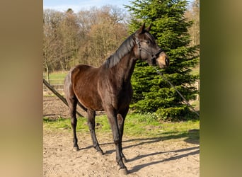 Trakehner, Wallach, 3 Jahre, 166 cm, Schwarzbrauner
