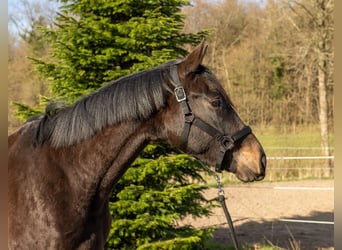 Trakehner, Wallach, 3 Jahre, 166 cm, Schwarzbrauner