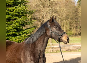 Trakehner, Wallach, 3 Jahre, 166 cm, Schwarzbrauner