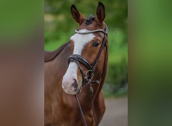Trakehner, Wallach, 3 Jahre, 167 cm, Brauner