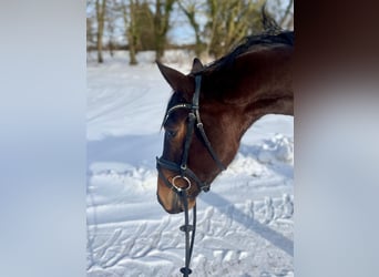 Trakehner, Wallach, 3 Jahre, 167 cm, Brauner