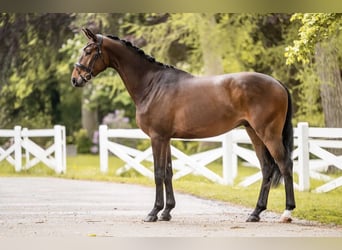 Trakehner, Wallach, 3 Jahre, 167 cm, Brauner