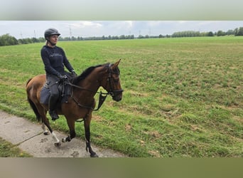 Trakehner, Wallach, 3 Jahre, 167 cm, Brauner