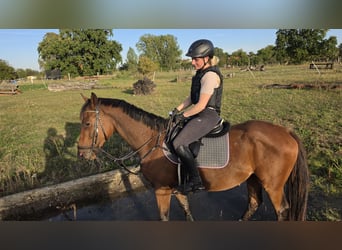 Trakehner, Wallach, 3 Jahre, 167 cm, Brauner