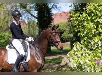 Trakehner, Wallach, 3 Jahre, 167 cm, Brauner