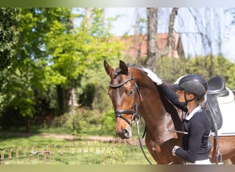 Trakehner, Wallach, 3 Jahre, 167 cm, Brauner