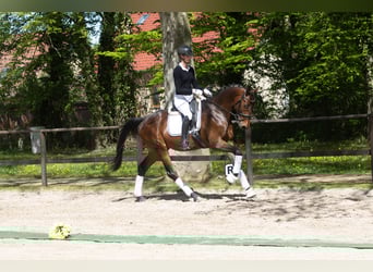 Trakehner, Wallach, 3 Jahre, 167 cm, Brauner