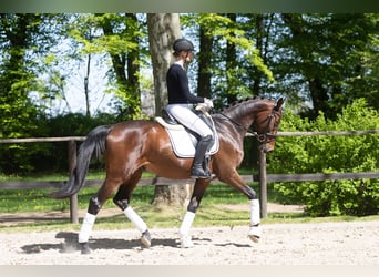 Trakehner, Wallach, 3 Jahre, 167 cm, Brauner