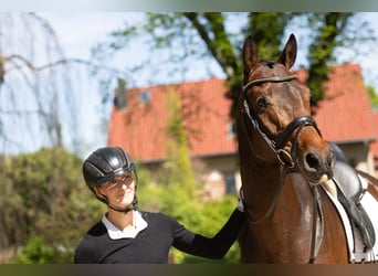 Trakehner, Wallach, 3 Jahre, 167 cm, Brauner