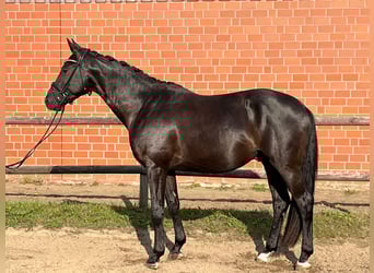 Trakehner, Wallach, 3 Jahre, 167 cm, Rappe