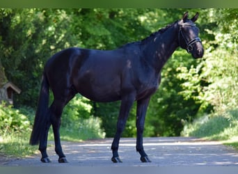 Trakehner, Wallach, 3 Jahre, 167 cm, Rappe