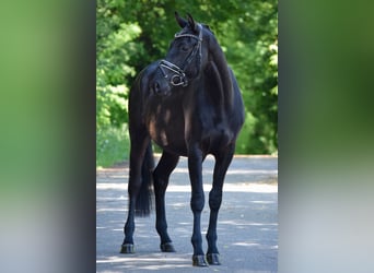 Trakehner, Wallach, 3 Jahre, 167 cm, Rappe