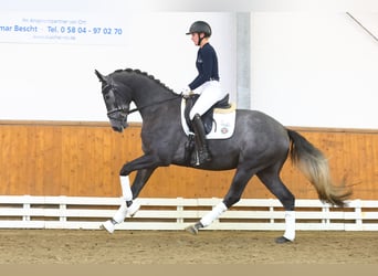 Trakehner, Wallach, 3 Jahre, 167 cm, Schimmel