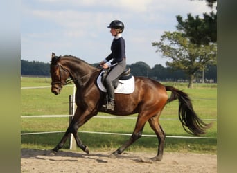 Trakehner, Wallach, 3 Jahre, 168 cm, Brauner