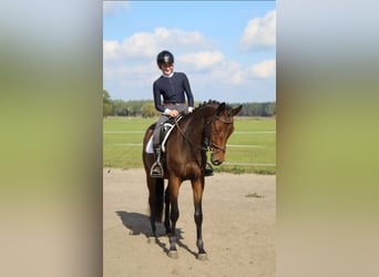 Trakehner, Wallach, 3 Jahre, 168 cm, Brauner