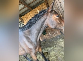 Trakehner, Wallach, 3 Jahre, 168 cm, Brauner