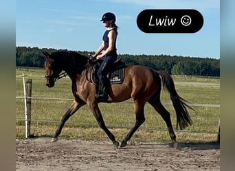 Trakehner, Wallach, 3 Jahre, 168 cm, Brauner