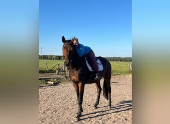 Trakehner, Wallach, 3 Jahre, 168 cm, Brauner