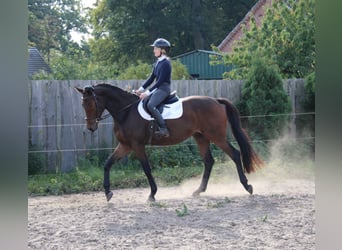 Trakehner, Wallach, 3 Jahre, 168 cm, Brauner