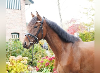 Trakehner, Wallach, 3 Jahre, 168 cm, Brauner