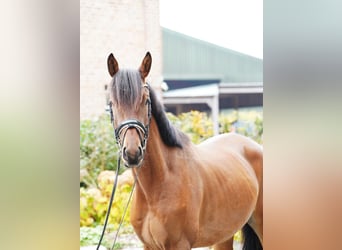 Trakehner, Wallach, 3 Jahre, 168 cm, Brauner