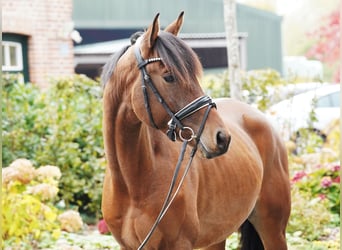 Trakehner, Wallach, 3 Jahre, 168 cm, Brauner