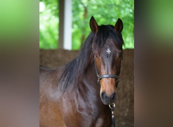 Trakehner, Wallach, 3 Jahre, 168 cm, Brauner