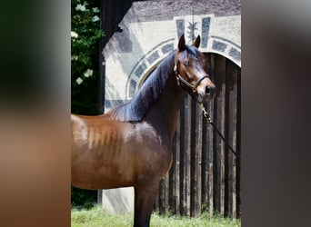 Trakehner, Wallach, 3 Jahre, 168 cm, Brauner