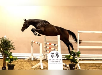 Trakehner, Wallach, 3 Jahre, 168 cm, Brauner