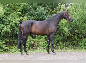Trakehner, Wallach, 3 Jahre, 168 cm, Dunkelbrauner