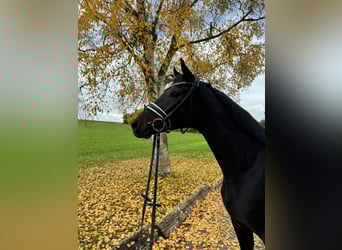 Trakehner, Wallach, 3 Jahre, 168 cm, Dunkelbrauner