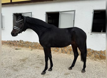 Trakehner, Wallach, 3 Jahre, 168 cm, Dunkelbrauner
